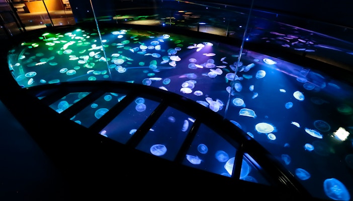 Jellyfish Displays