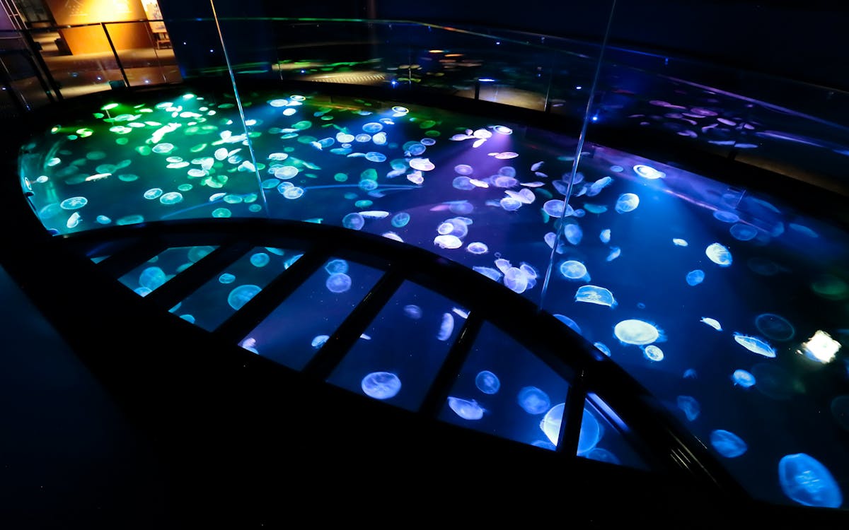 combo: tokyo skytree + sumida aquarium tickets-2 combo: tokyo skytree + sumida aquarium tickets-2