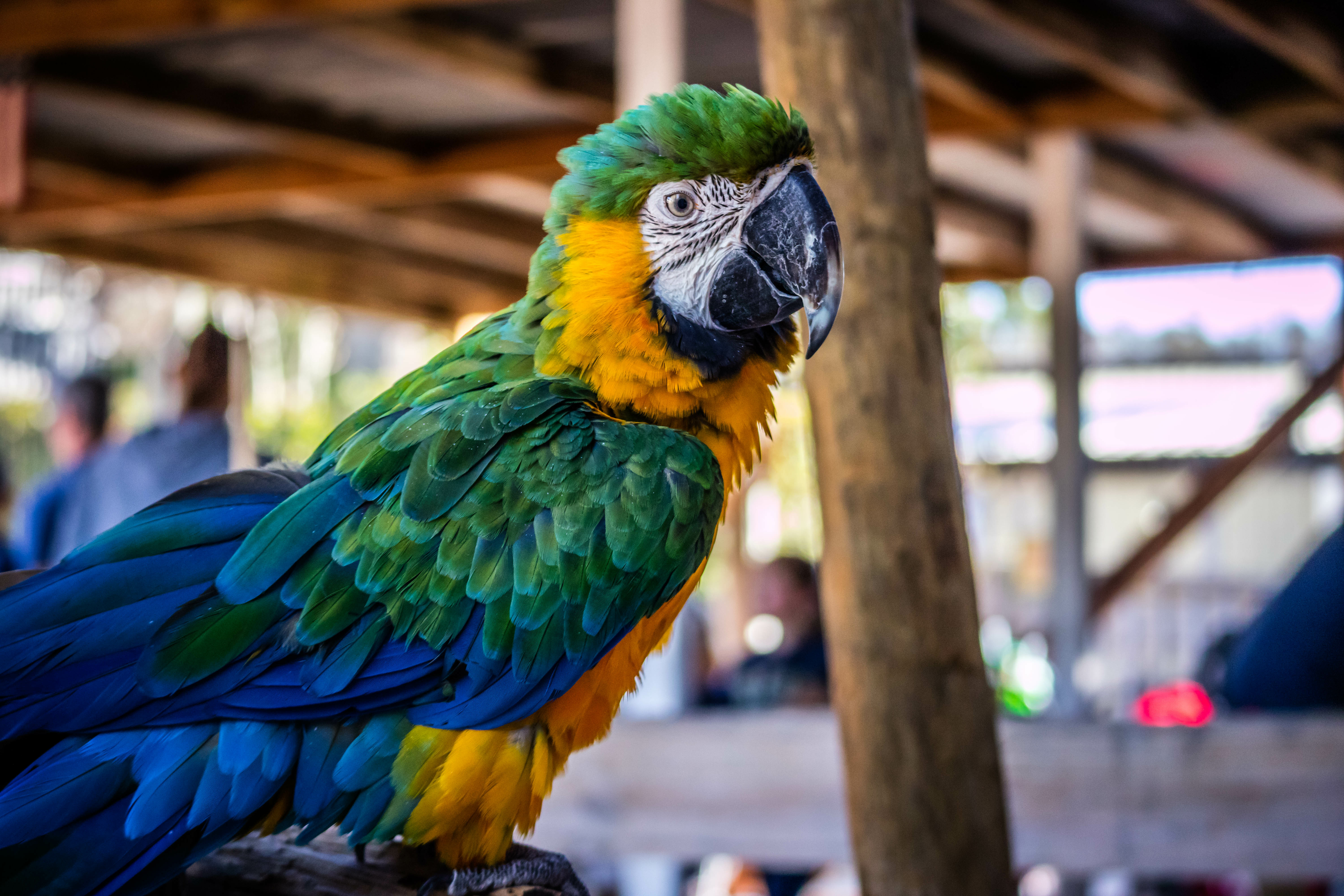 Parrots at Gatorland