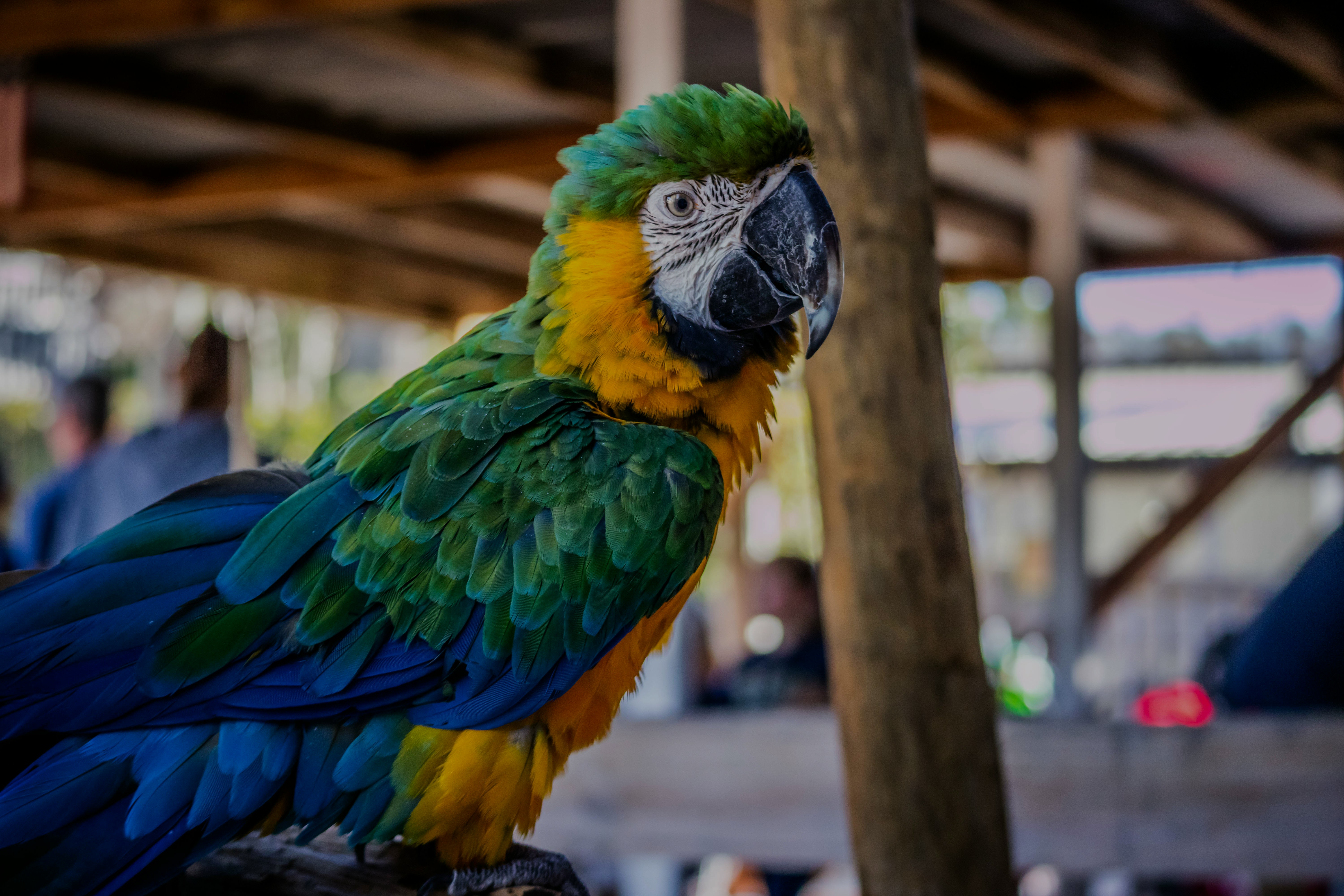 Parrot in Gatorland, Orlando