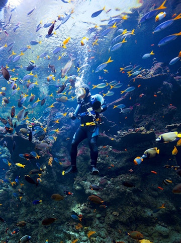 Scuba diver surrounded by colorful fish at California Academy of Sciences aquarium.