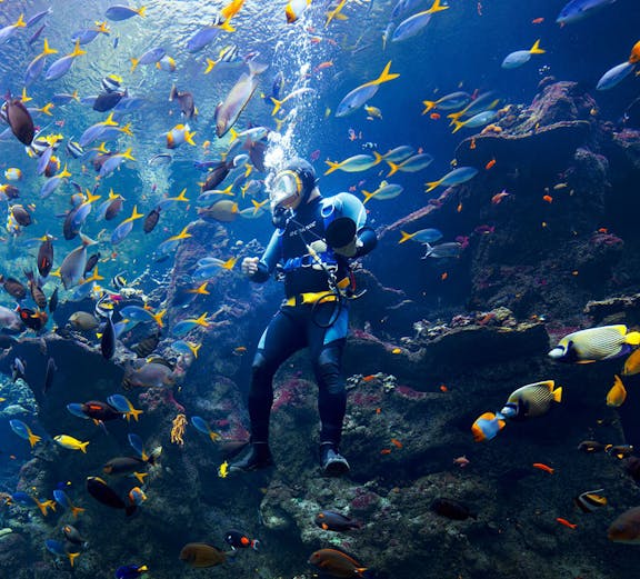 Scuba diver surrounded by colorful fish at California Academy of Sciences aquarium.