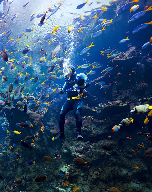 Scuba diver surrounded by colorful fish at California Academy of Sciences aquarium.