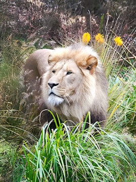 Lion in tall grass at a wildlife reserve.