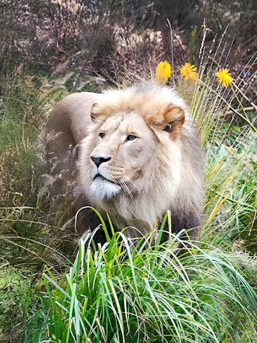Lion in tall grass at a wildlife reserve.