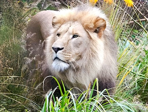 Lion in tall grass at a wildlife reserve.