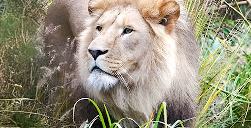 Grădina zoologică regală ARTIS