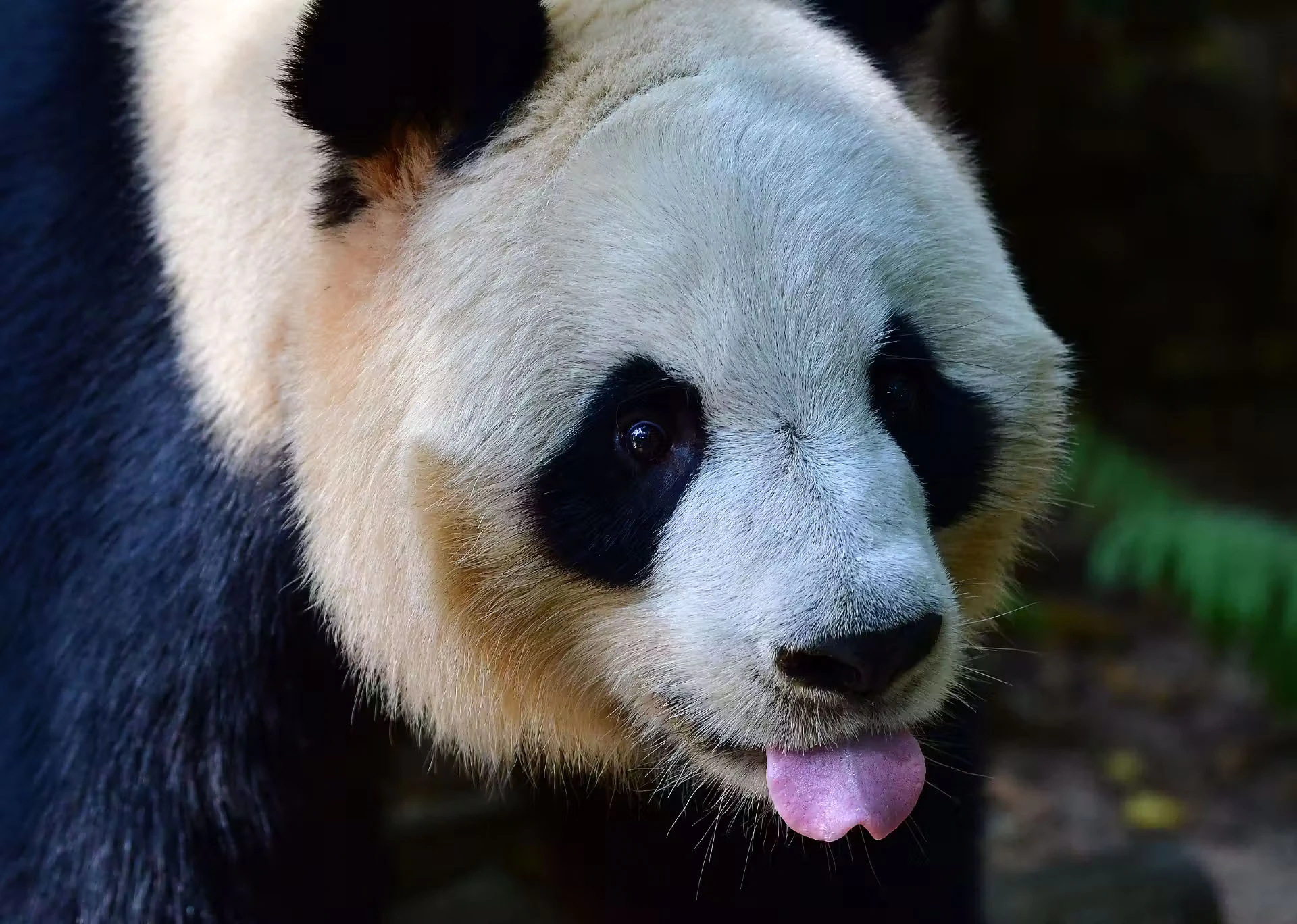 Giant Panda