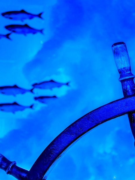 Steering wheel and fish in blue-lit Icebar Amsterdam.