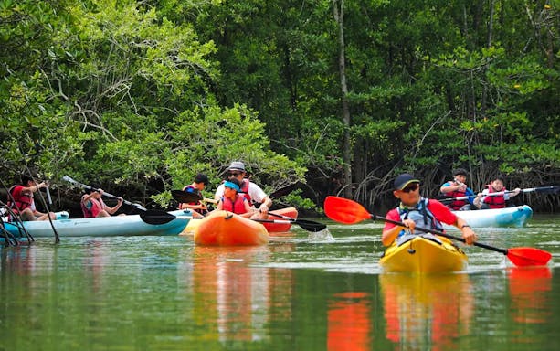 Kayakers paddling through mangrove forest in Pulau Ubin.