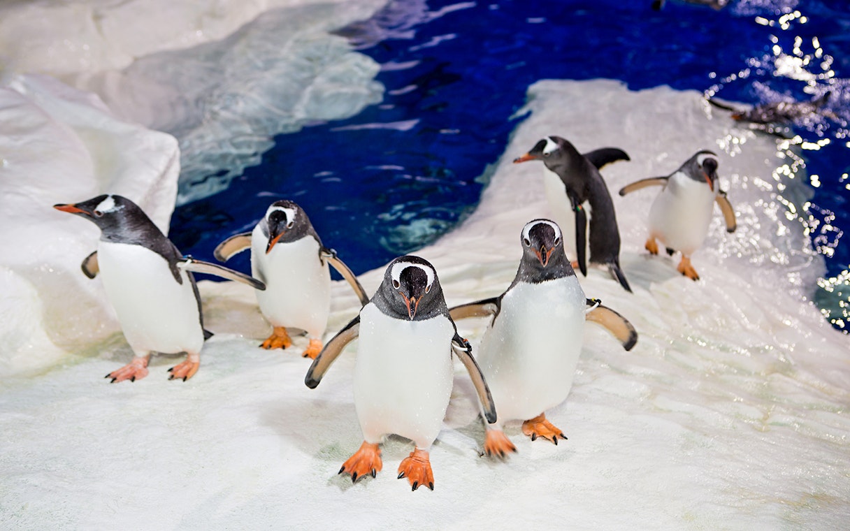 Penguins on ice at SEA LIFE Kelly Tarlton's Aquarium, Auckland.
