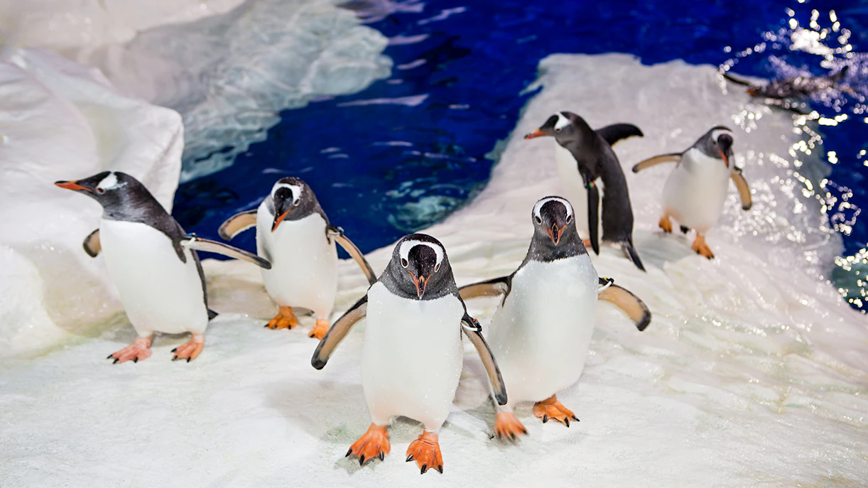 Penguins on ice at SEA LIFE Kelly Tarlton's Aquarium, Auckland.