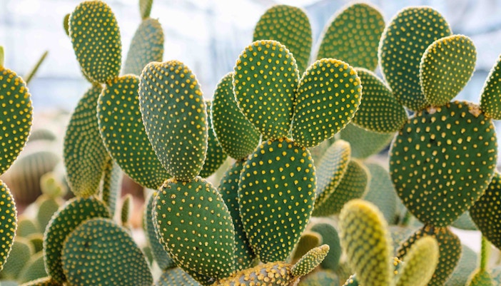 Succulent garden at Zoo Miami featuring diverse plant species.
