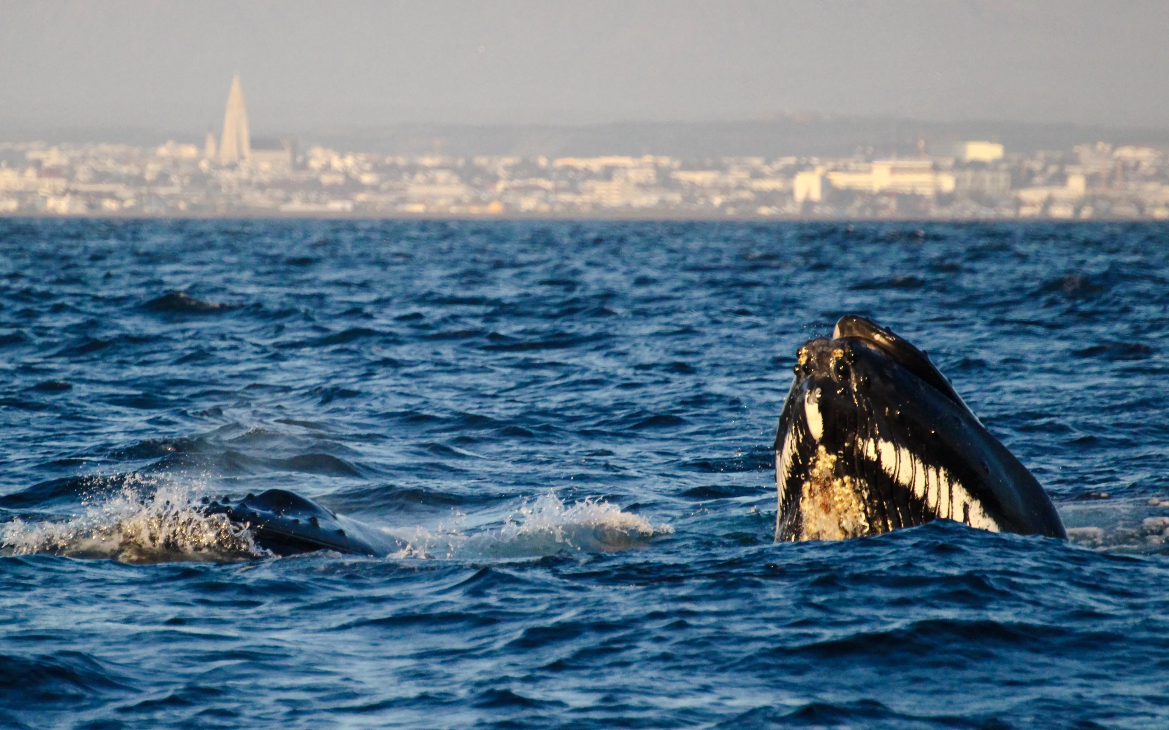 Whale breaching near Reykjavik with city skyline in the background.