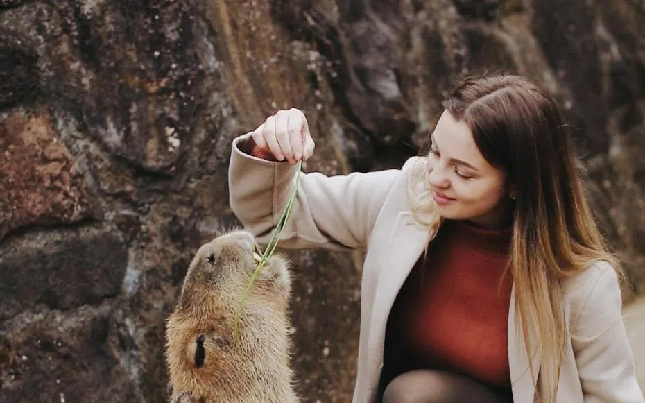 Person feeding a capybara at Izu Cactus Park during Izu Peninsula day trip.