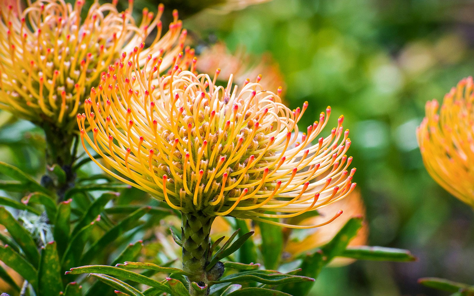 San Francisco Zoo Gardens