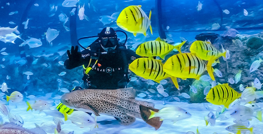 Billets pour l'Aquarium national d'Abou Dhabi