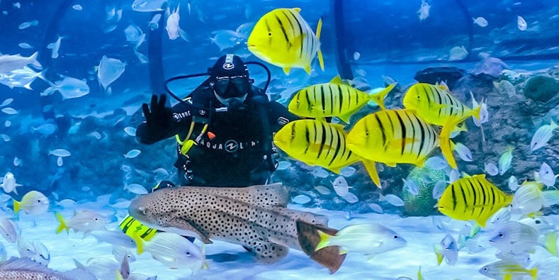 Billets pour l'Aquarium national d'Abou Dhabi