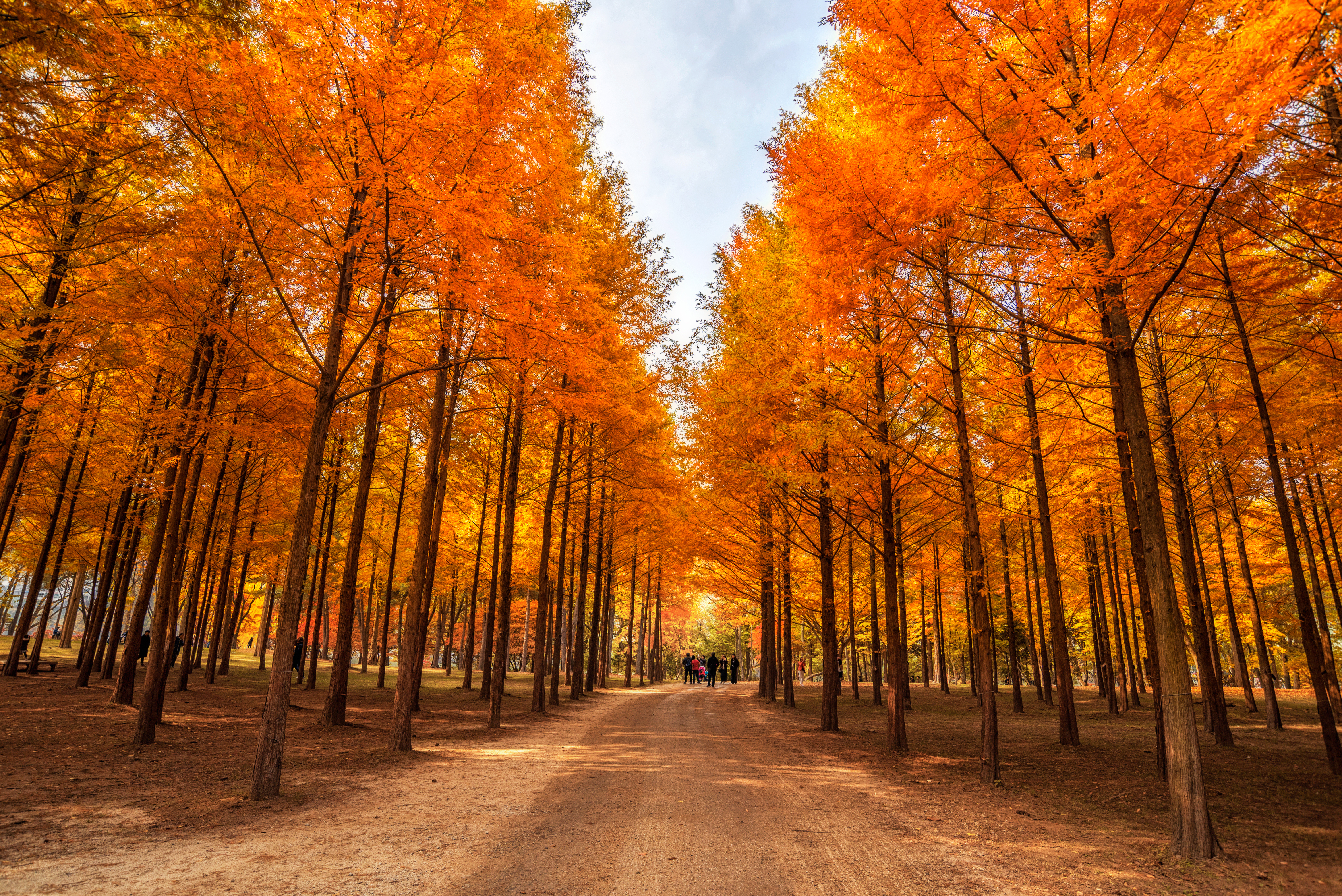 Nami Island autumn path lined with vibrant orange trees.