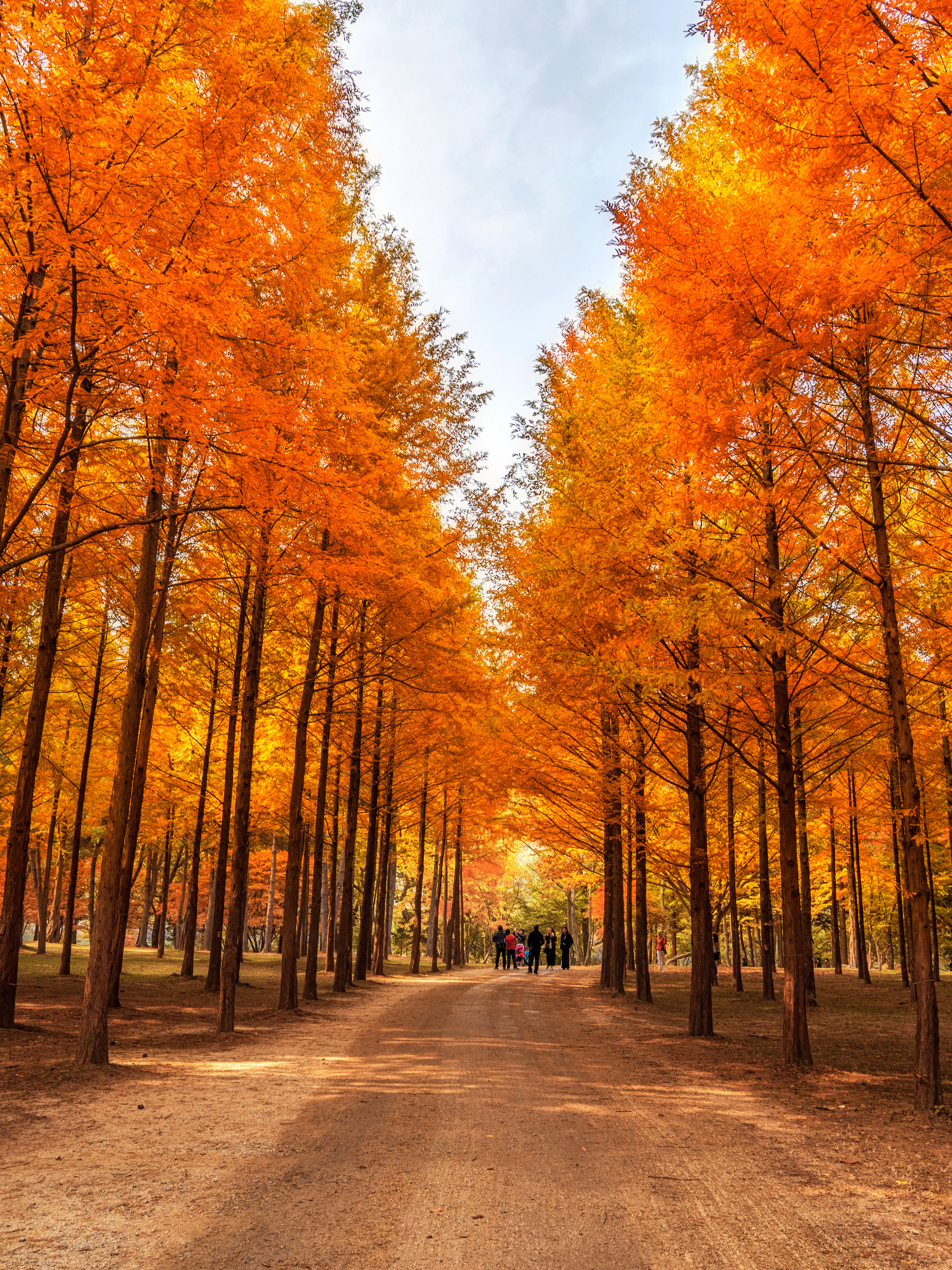 Nami Island autumn path lined with vibrant orange trees.