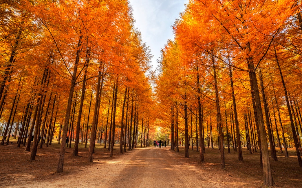 Nami Island autumn path lined with vibrant orange trees.