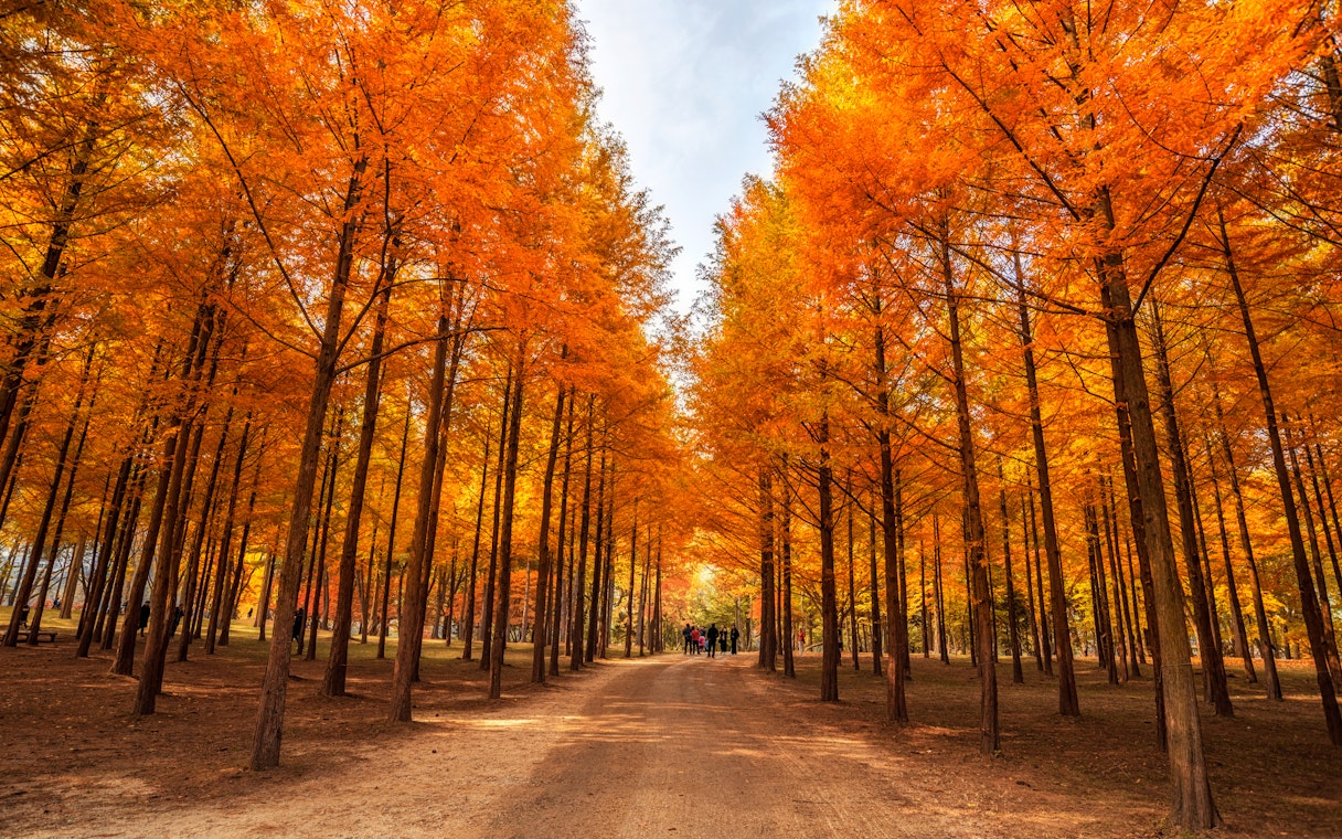 Nami Island autumn path lined with vibrant orange trees.