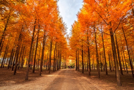 Nami Island Nature Exploration Day Tour with Garden of Morning Calm