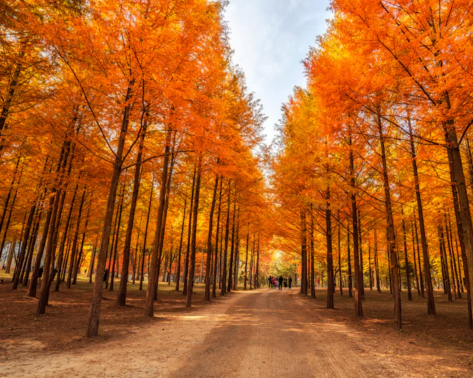 Nami Island Nature Exploration Day Tour with Garden of Morning Calm