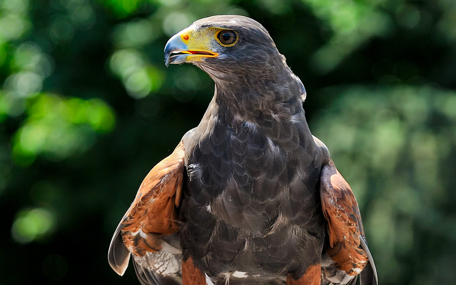 Timings of the Cologne Zoo