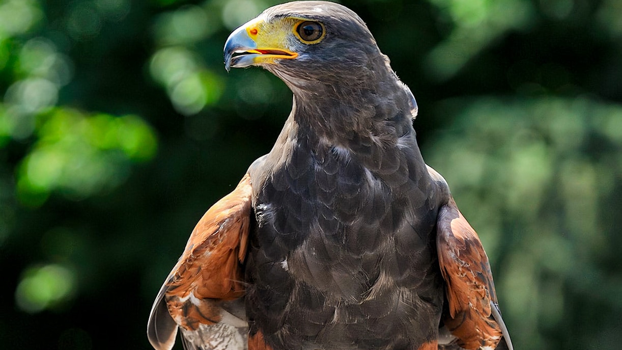 Timings of the Cologne Zoo