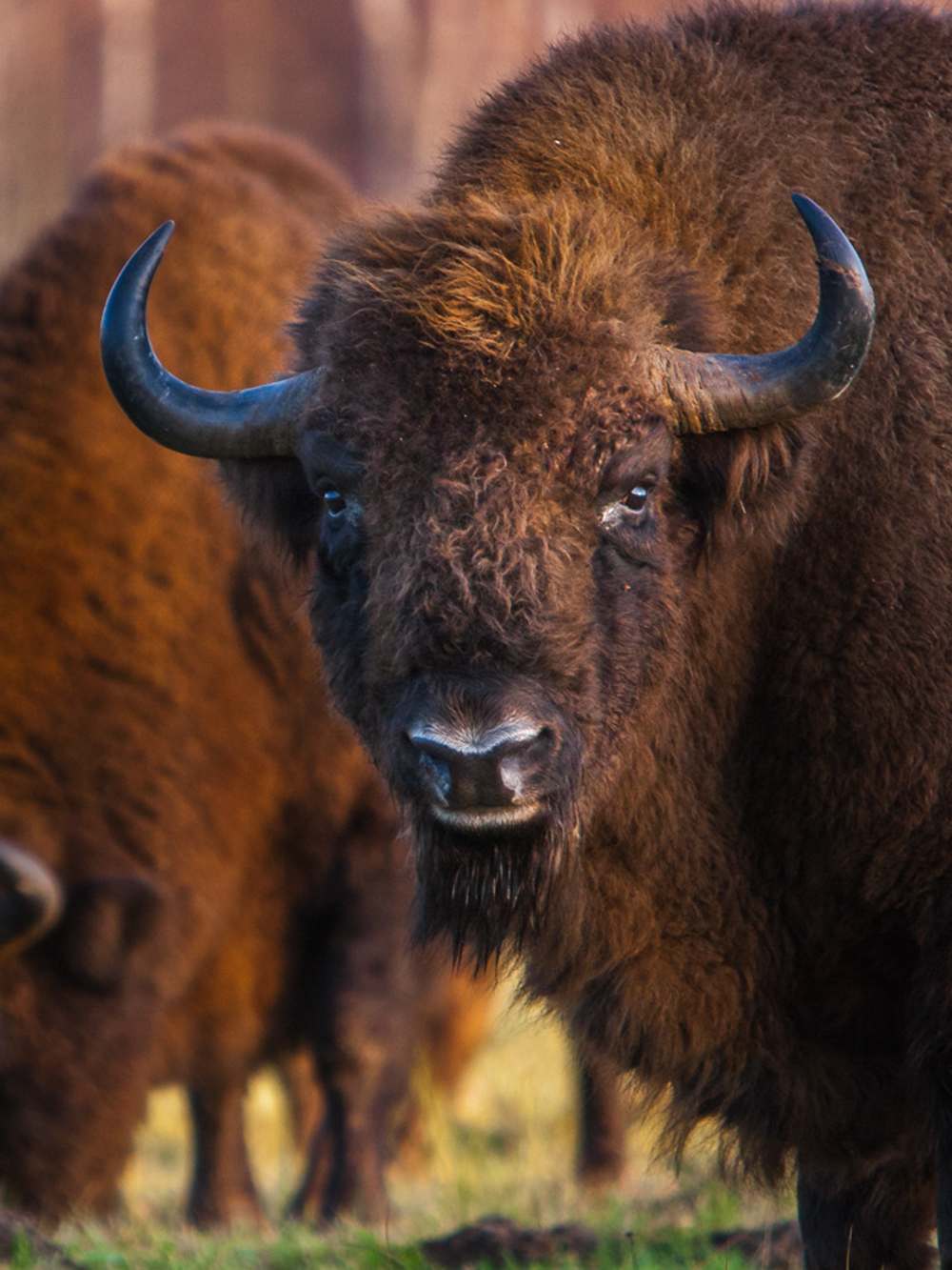 Białowieski Park Narodowy