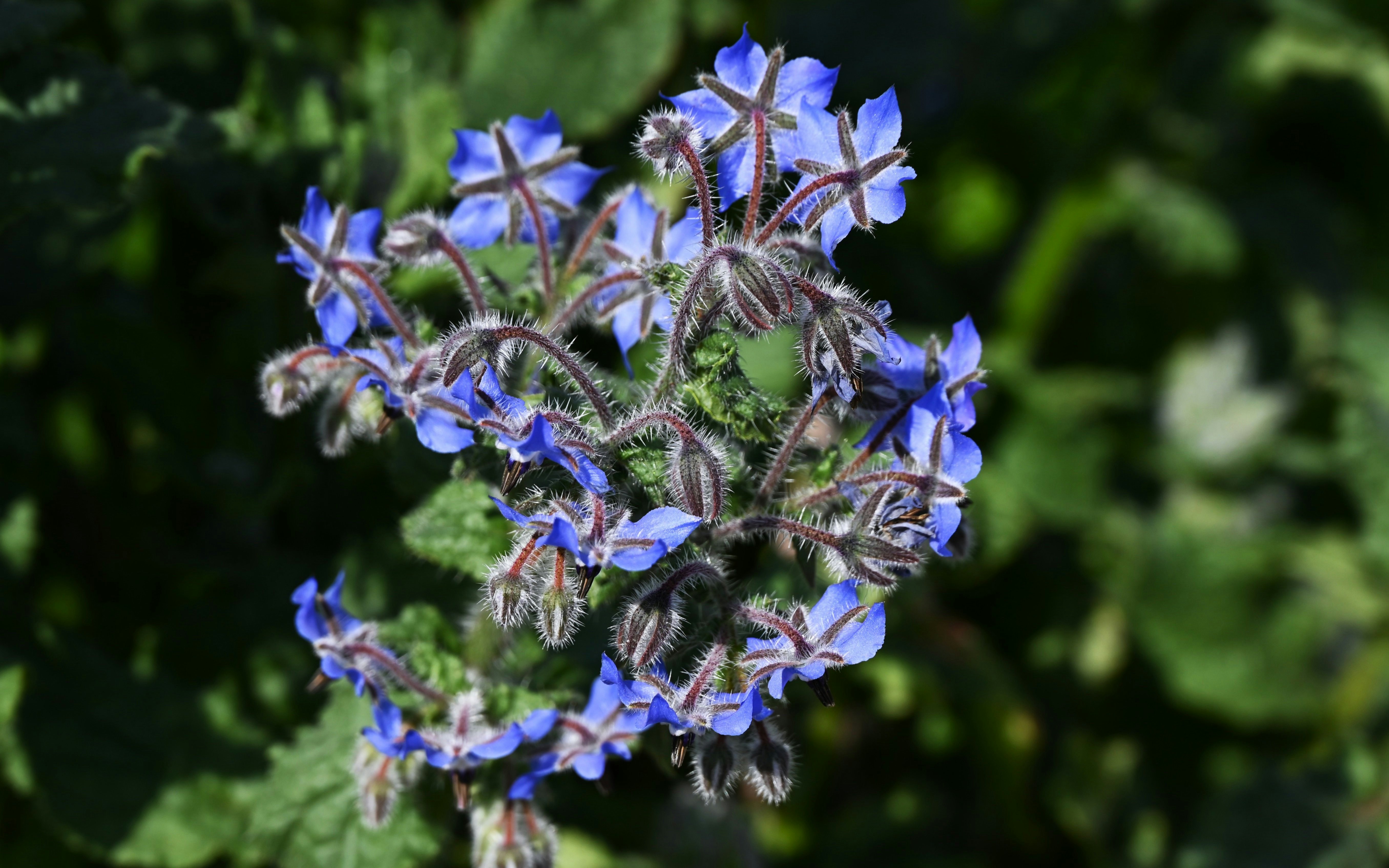 Borage plant with vibrant blue star-shaped flowers.