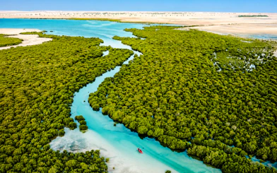 From Doha: Private North Qatar Day Trip to Al Zubarah UNESCO Site, Al Khor and Al Thakhira Mangroves