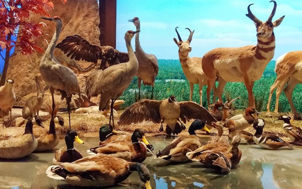 Diorama of diverse wildlife at Houston Museum of Natural Science, included in Houston CityPASS®.