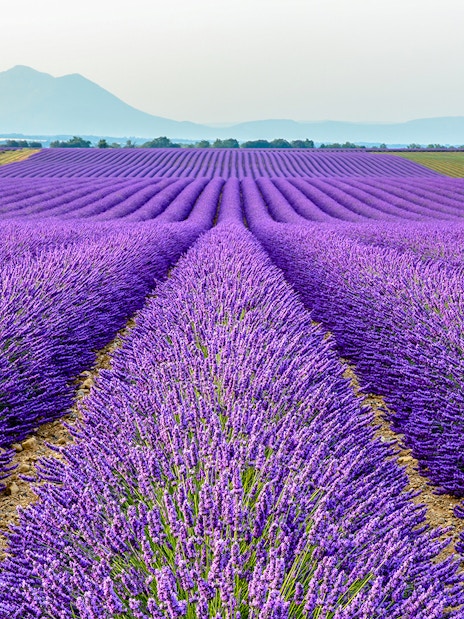 Lavender fields stretching towards mountains in Sault or Valensole, Provence.