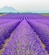 Luberon