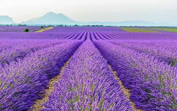 Lavender fields stretching towards mountains in Sault or Valensole, Provence.