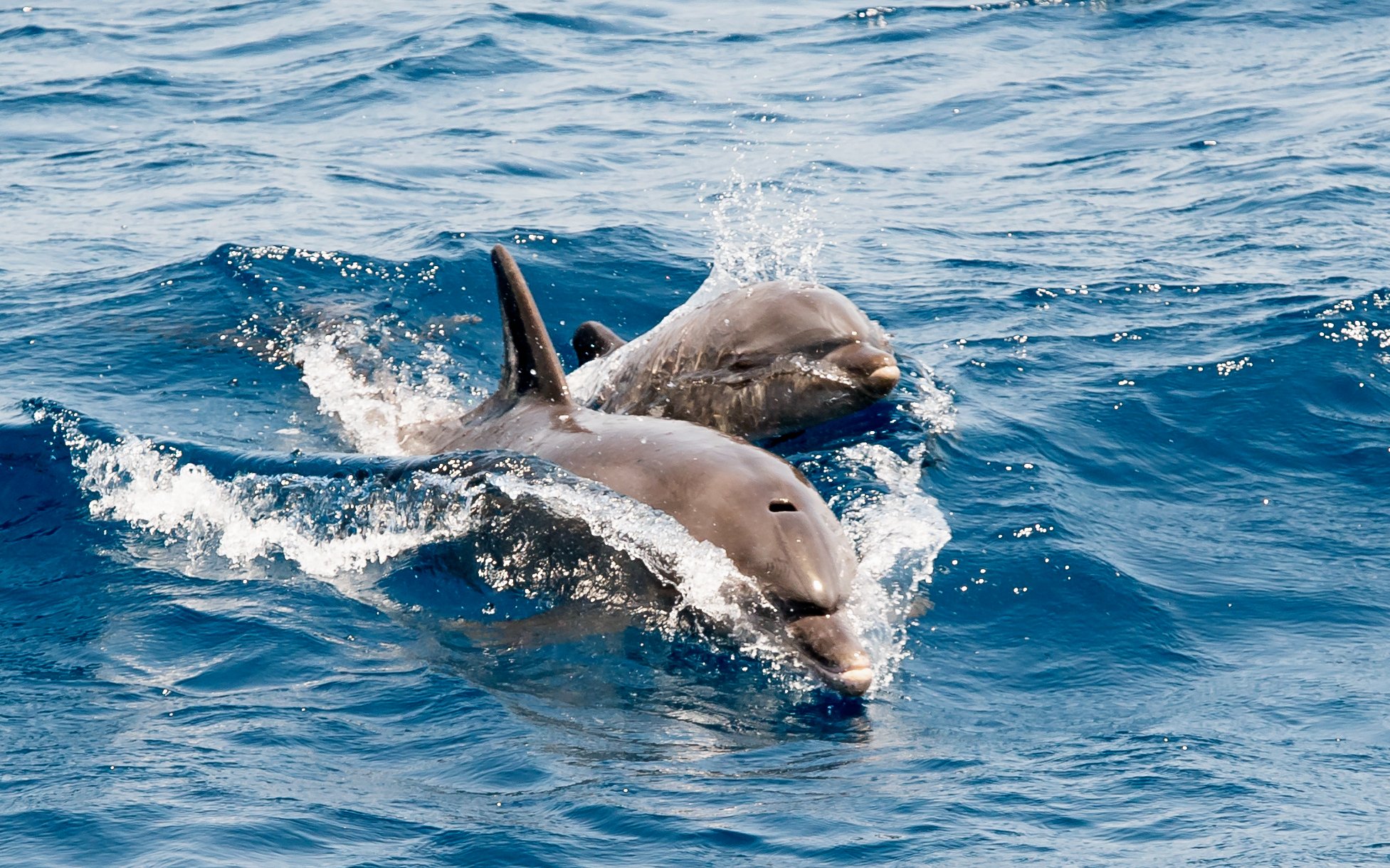 Crucero con fiesta y exploración en mar abierto