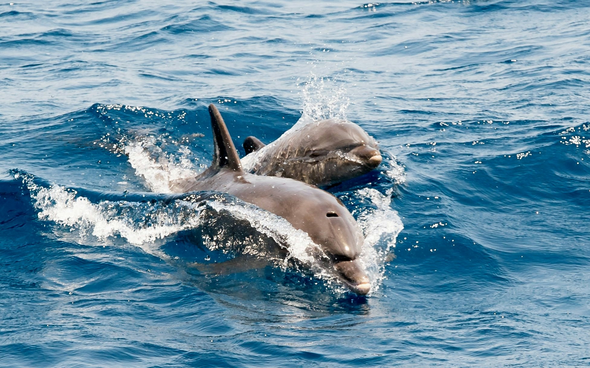 Dolphins swimming in the sea during a Vlore cruise, Albania.