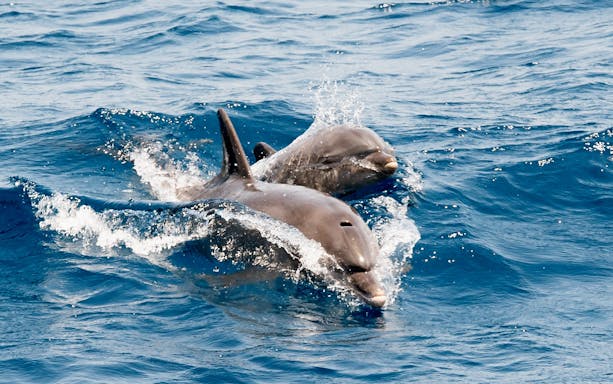 Dolphins swimming in the sea during a Vlore cruise, Albania.