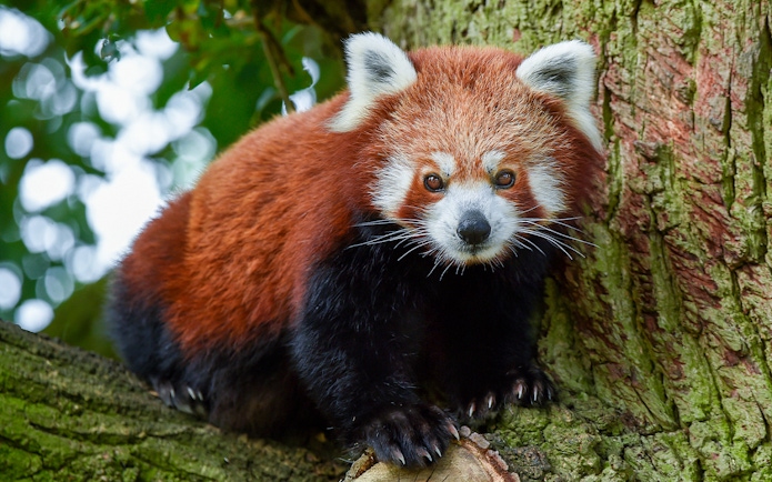 Red panda on a tree at Whipsnade Zoo.