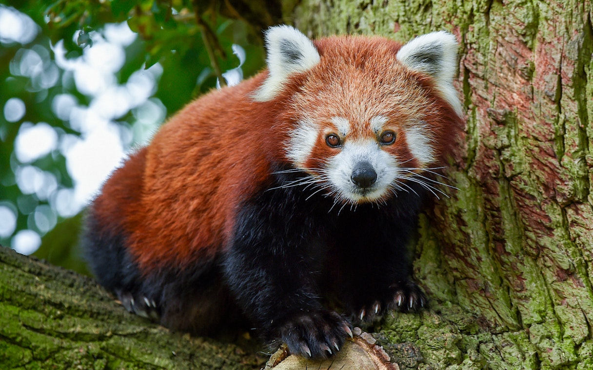 Red panda on a tree at Whipsnade Zoo.