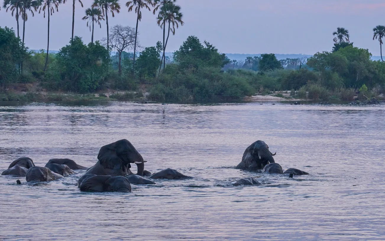 Elephants swimming in the Zambezi River at sunset near Victoria Falls.