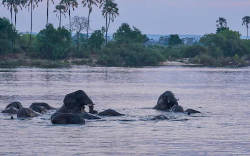 Elephants swimming in the Zambezi River at sunset near Victoria Falls.