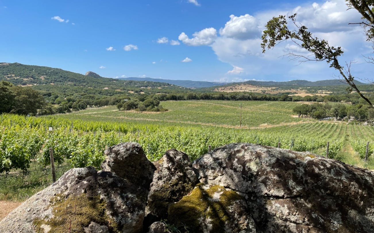 visita guiada a la bodega olbia gallura con degustación de 3 vinos locales y aperitivos sardos-5