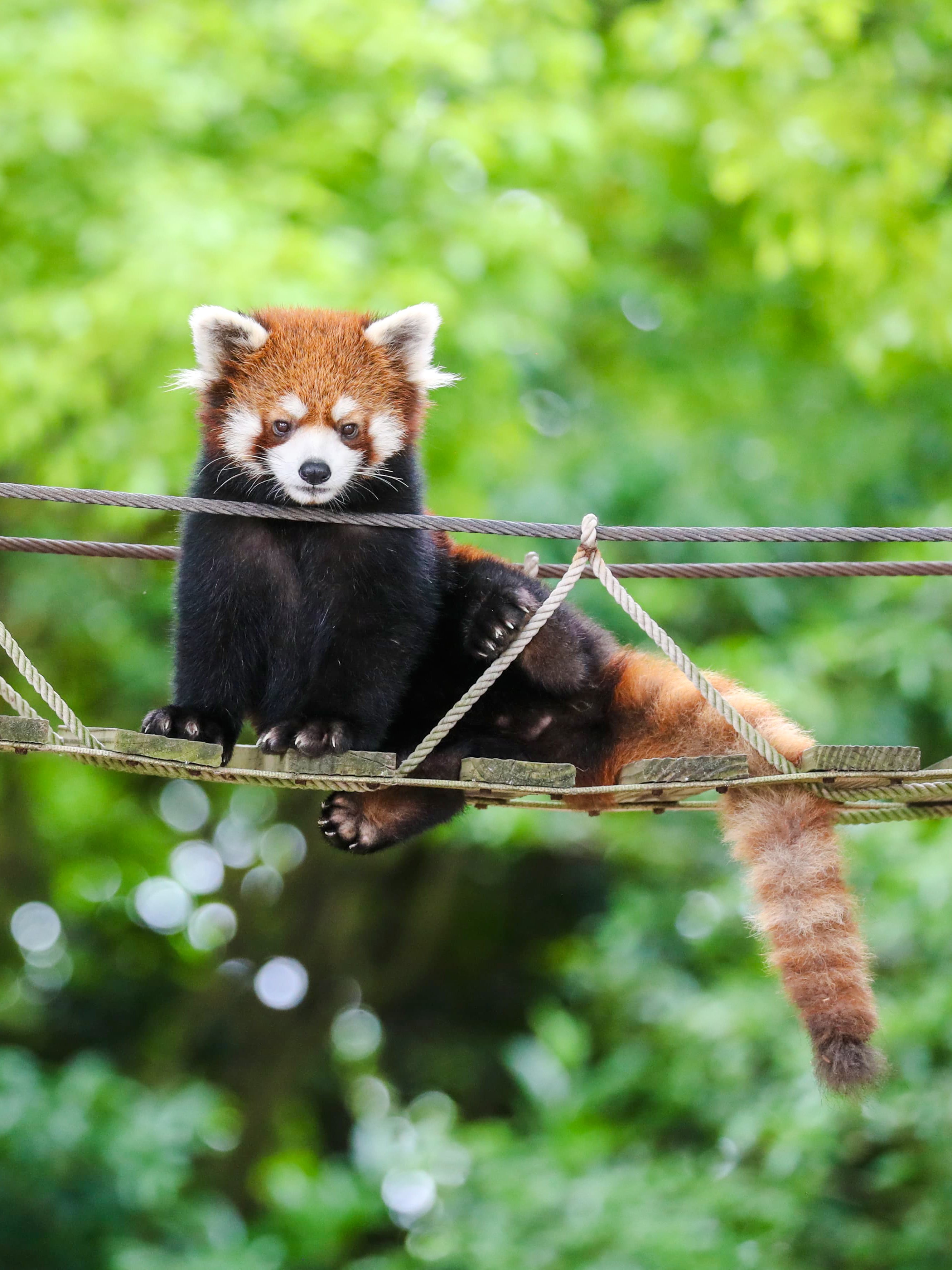 Red panda on a rope bridge at Shanghai Wild Animal Park.