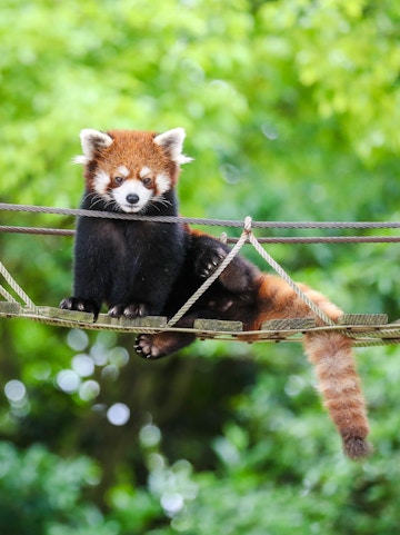 Red panda on a rope bridge at Shanghai Wild Animal Park.