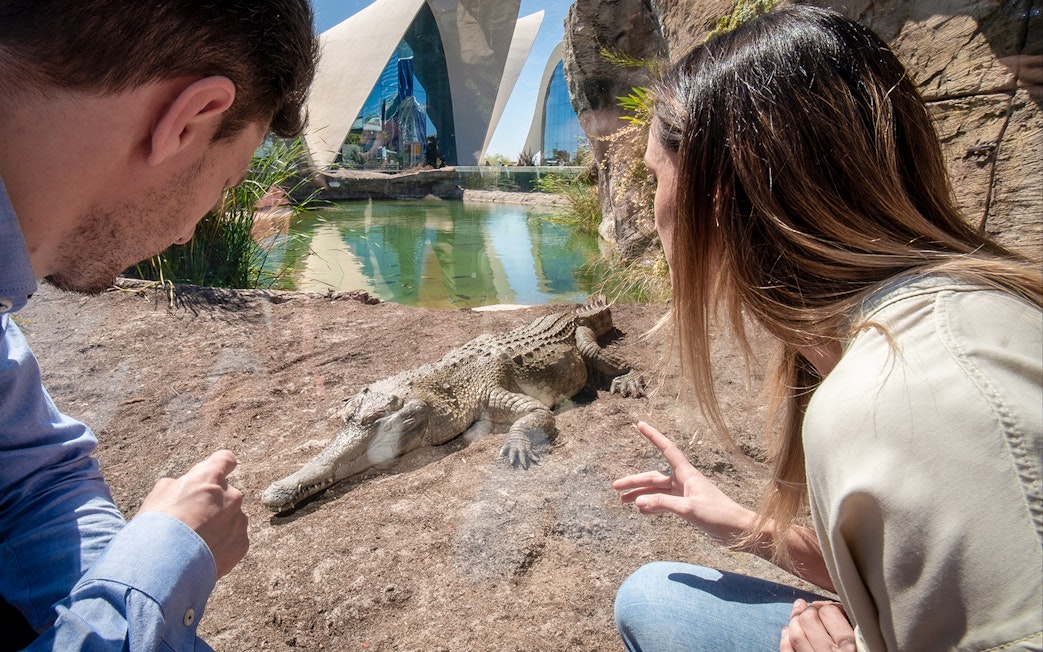 Visitors observing a crocodile at Oceanogràfic Valencia with modern architecture in the background.