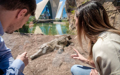 Visitors observing a crocodile at Oceanogràfic Valencia with modern architecture in the background.