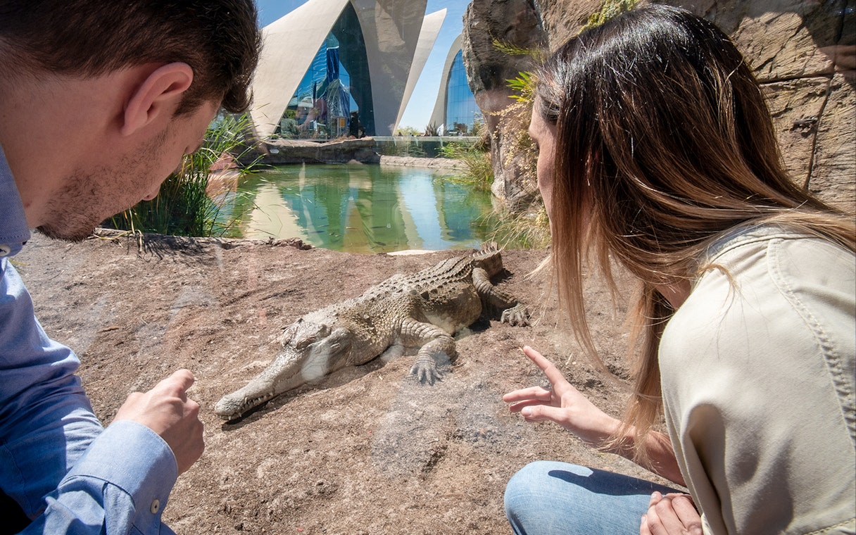 Visitors observing a crocodile at Oceanogràfic Valencia with modern architecture in the background.